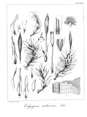 Yosun Illustration. Eski resim