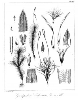 Yosun Illustration. Eski resim