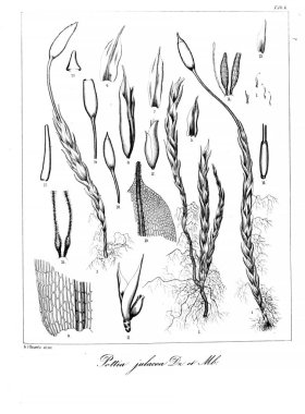 Yosun Illustration. Eski resim