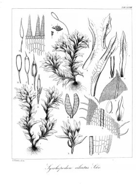 Yosun Illustration. Eski resim