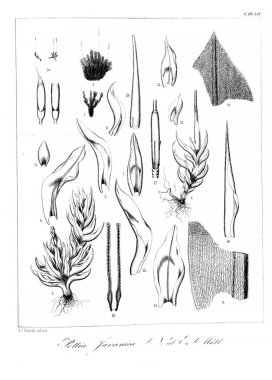 Yosun Illustration. Eski resim