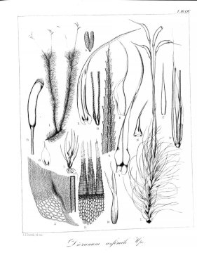 Yosun Illustration. Eski resim