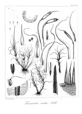 Yosun Illustration. Eski resim