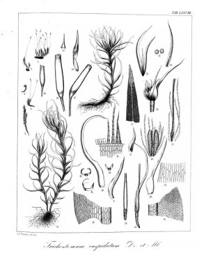 Yosun Illustration. Eski resim