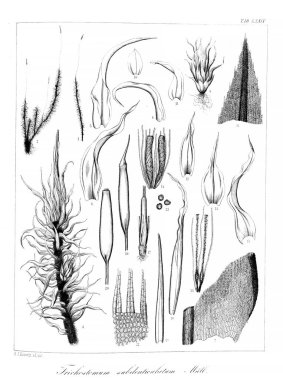 Yosun Illustration. Eski resim