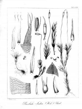 Yosun Illustration. Eski resim