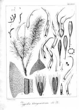 Yosun Illustration. Eski resim