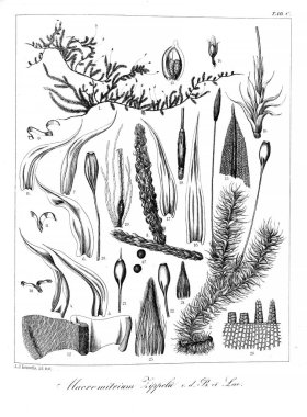 Yosun Illustration. Eski resim