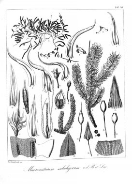 Yosun Illustration. Eski resim