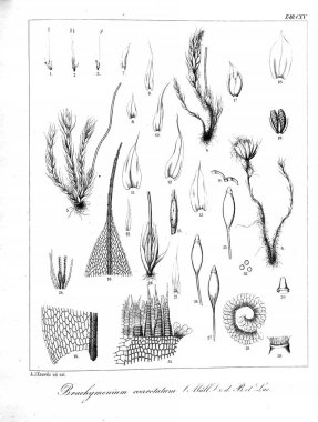 Yosun Illustration. Eski resim