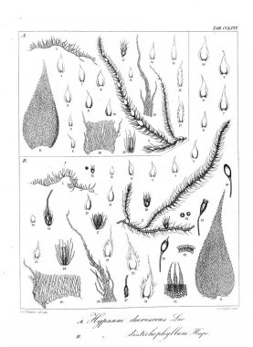 Yosun Illustration. Eski resim