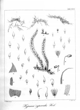 Yosun Illustration. Eski resim