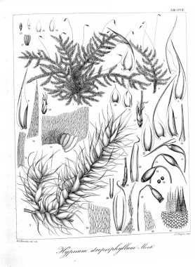 Yosun Illustration. Eski resim