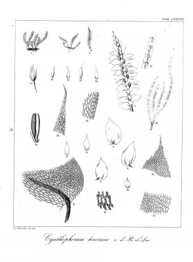 Yosun Illustration. Eski resim