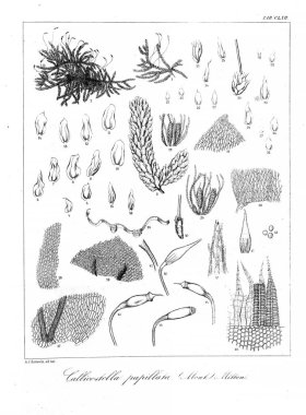 Yosun Illustration. Eski resim