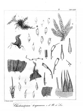 Yosun Illustration. Eski resim