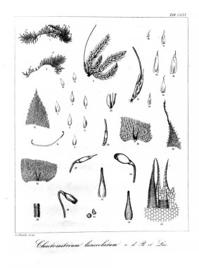 Yosun Illustration. Eski resim