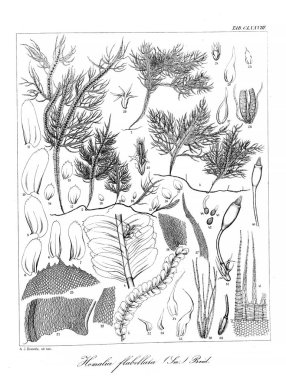 Yosun Illustration. Eski resim