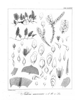 Yosun Illustration. Eski resim