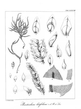 Yosun Illustration. Eski resim