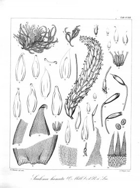 Yosun Illustration. Eski resim