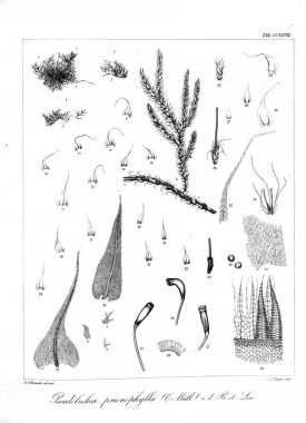 Yosun Illustration. Eski resim