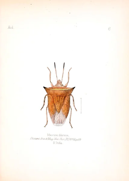 Illustration Insekter Gamla Bilden — Stockfoto