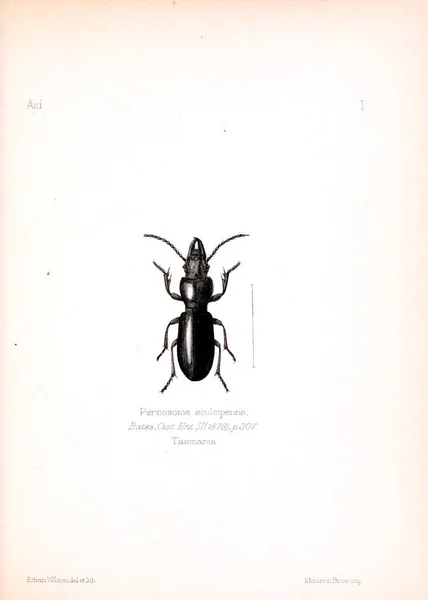 Illustration Insekter Gammelt Billede - Stock-foto