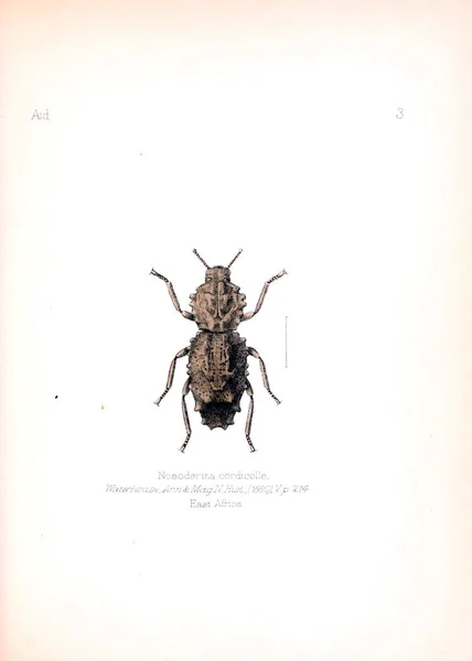 Illustration Insectes Ancienne Image — Photo