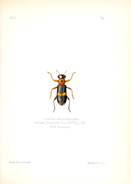 Hyönteisten Kuvaus Vanha Kuva — kuvapankkivalokuva