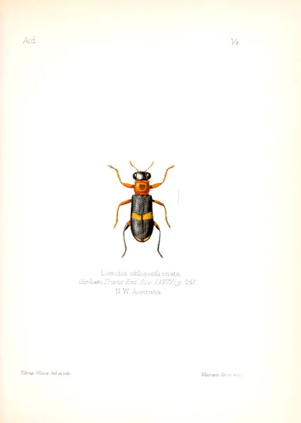 Illustration Insekter Gamla Bilden — Stockfoto