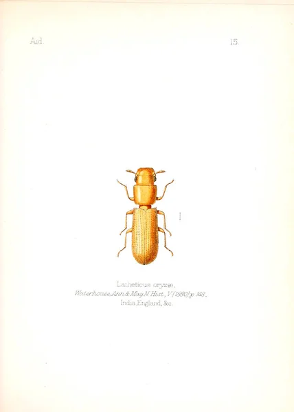 Illustration Von Insekten Altes Bild — Stockfoto