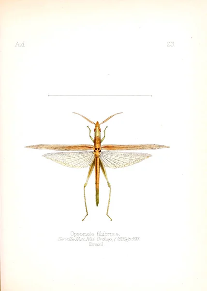 Illustration Insectes Ancienne Image — Photo