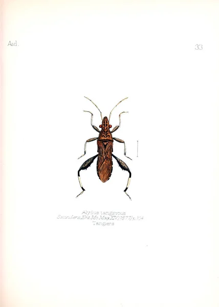 Illustration Von Insekten Altes Bild — Stockfoto