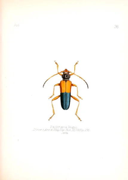 Illustration Von Insekten Altes Bild — Stockfoto