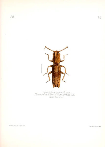 Illustration Von Insekten Altes Bild — Stockfoto