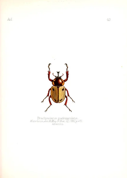 Illustration Von Insekten Altes Bild — Stockfoto