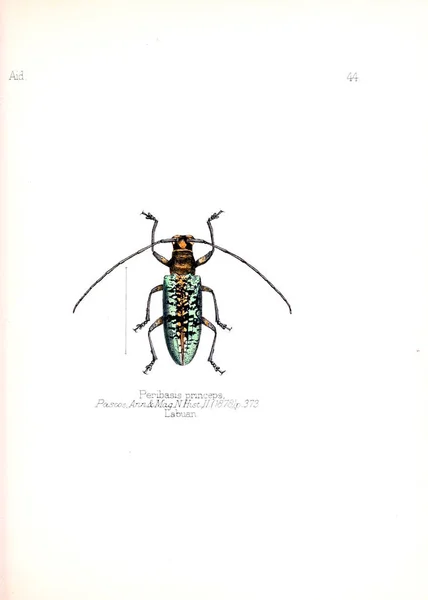Ilustración Insectos Imagen Antigua — Foto de Stock