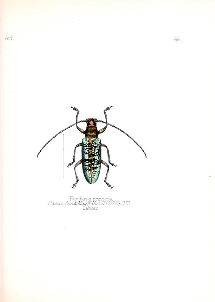 Illustration Insectes Ancienne Image — Photo