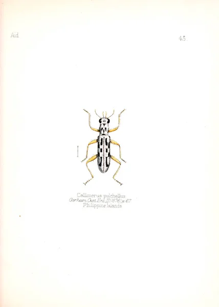 Illustration Von Insekten Altes Bild — Stockfoto