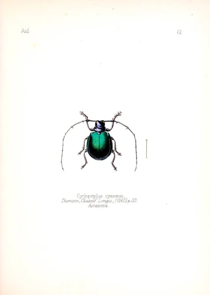 Illustration Insekter Gamla Bilden — Stockfoto
