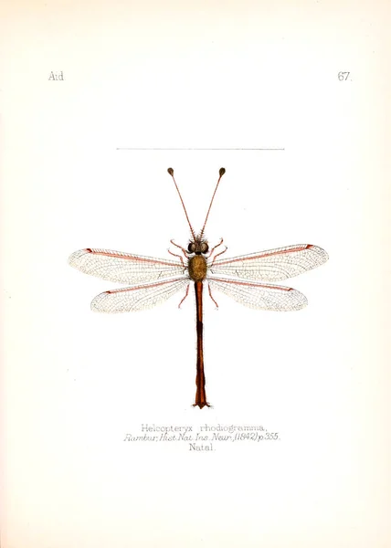 Иллюстрация Насекомых Старое Изображение — стоковое фото