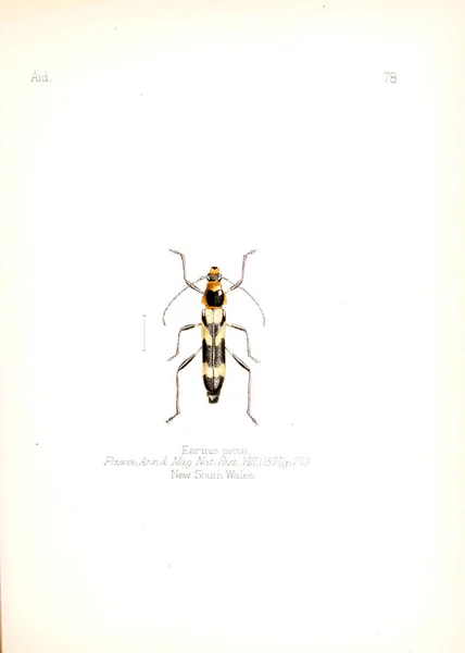 Illustration Insekter Gamla Bilden — Stockfoto