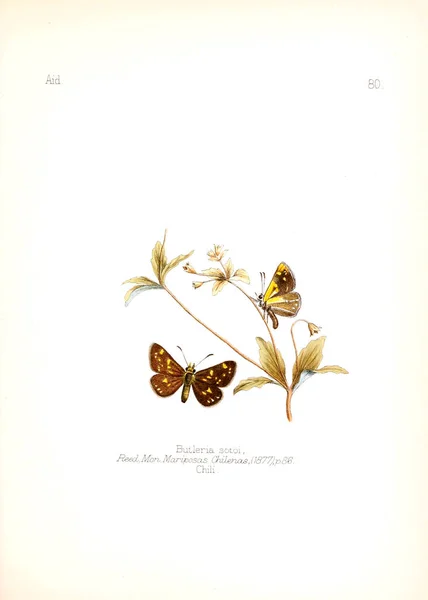 Illustration Insekter Gamla Bilden — Stockfoto