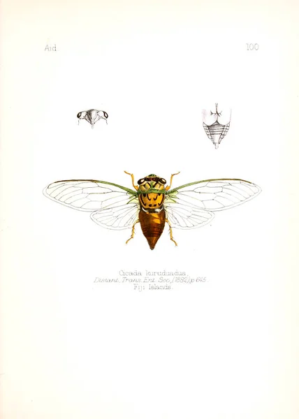 Hyönteisten Kuvaus Vanha Kuva — kuvapankkivalokuva