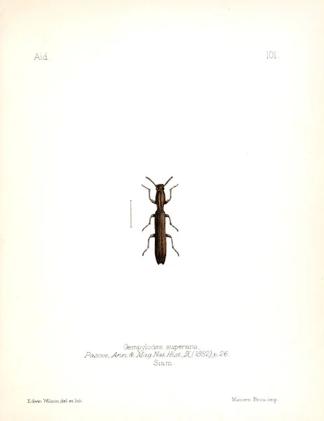 Illustration Von Insekten Altes Bild — Stockfoto