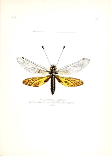 Illustratie Van Insecten Oude Beeld — Stockfoto
