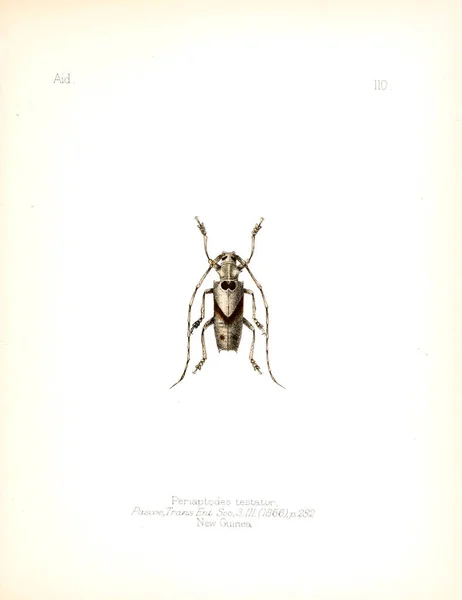 Illustration Insekter Gamla Bilden — Stockfoto