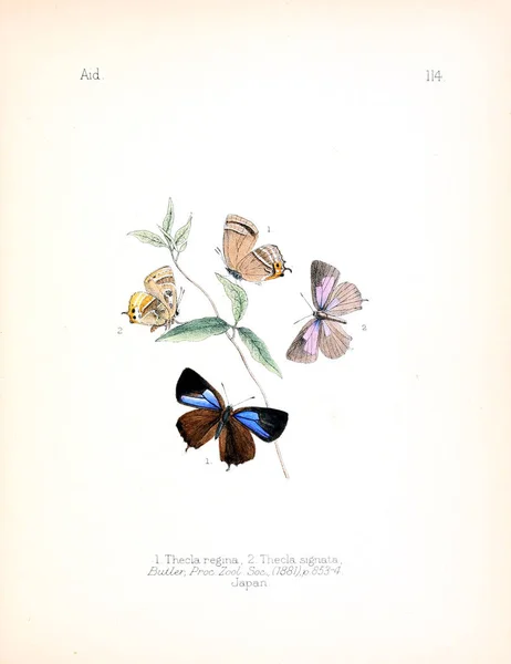 Illustration Insekter Gamla Bilden — Stockfoto