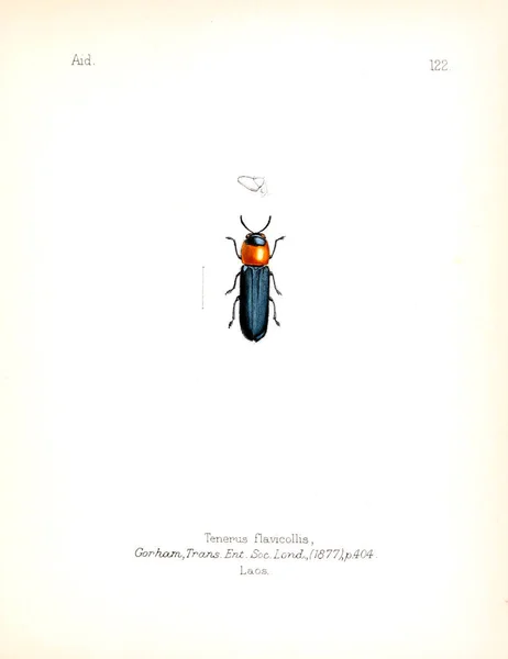 Illustration Von Insekten Altes Bild — Stockfoto